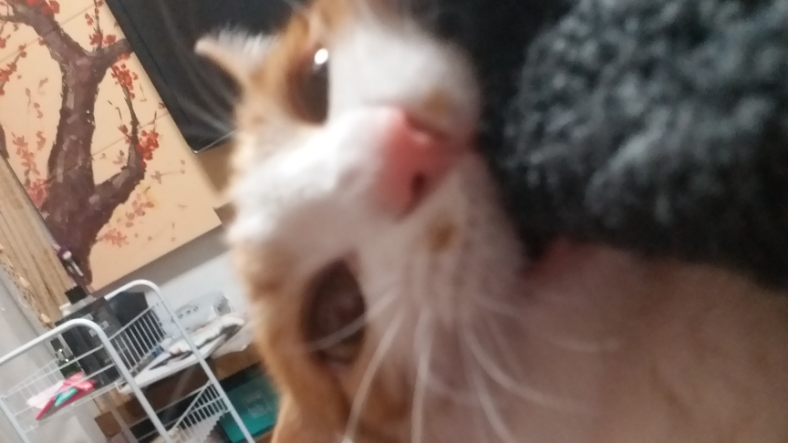 铲屎官只是洗了个澡小猫咪疯狂喵喵叫,一定要打开声音,铲屎官的个人演唱会!